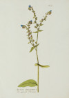 JOSEPH JAKOB PLENCK, "Anchusa Officnarum" y "Galium Aparine