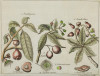 WILLIAM DAMPIER, "Indias orientales: plantas y frutos", Sie