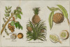 WILLIAM DAMPIER, "Indias orientales: plantas y frutos", Sie