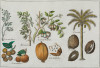 WILLIAM DAMPIER, "Indias orientales: plantas y frutos", Sie