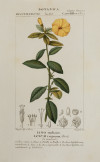 PIERRE JEAN FRANÇOIS TURPIN, "Flores", Tres grabados colore