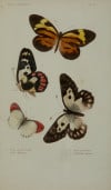 "Mariposas"