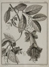 ANTONIO JOSÉ CAVANILLES Y PALOP, "Flores", 19 grabados al a