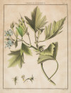 ANTONIO JOSÉ CAVANILLES Y PALOP, "Geranium Citriodorum", "L