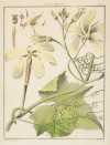 ANTONIO JOSÉ CAVANILLES Y PALOP, "Geranium Citriodorum", "L