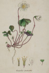 JAMES SOWERBY, "Plantas", 6 grabados al cobre