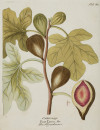 FERDINAND BERNHARD VIETZ, "Plantas y frutos", 3 grabados al