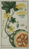 JOHANNES ZORN, "Plantas medicinales", 2 grabados al cobre c