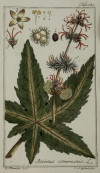 JOHANNES ZORN, "Plantas medicinales", 2 grabados al cobre c