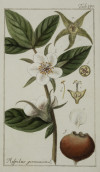 JOHANNES ZORN, "Plantas medicinales", 2 grabados al cobre c