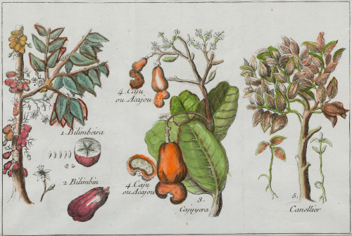 WILLIAM DAMPIER, "Indias orientales: plantas y frutos", Sie