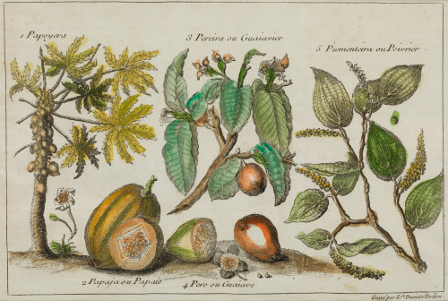 WILLIAM DAMPIER, "Indias orientales: plantas y frutos", Sie