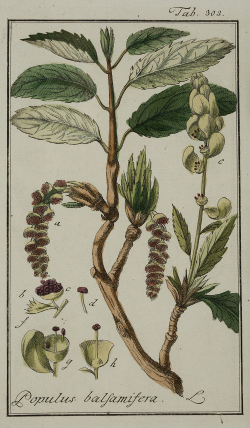 JOHANNES ZORN, "Plantas medicinales", 2 grabados al cobre c