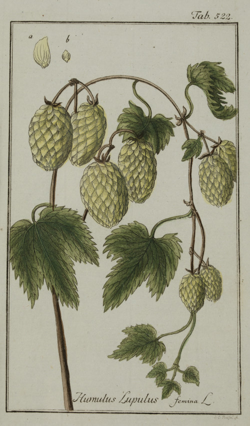 JOHANNES ZORN, "Plantas medicinales", 2 grabados al cobre c