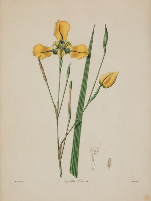 STEVEN NEVITT, STEVEN NEVITT England (19th century) "Botany