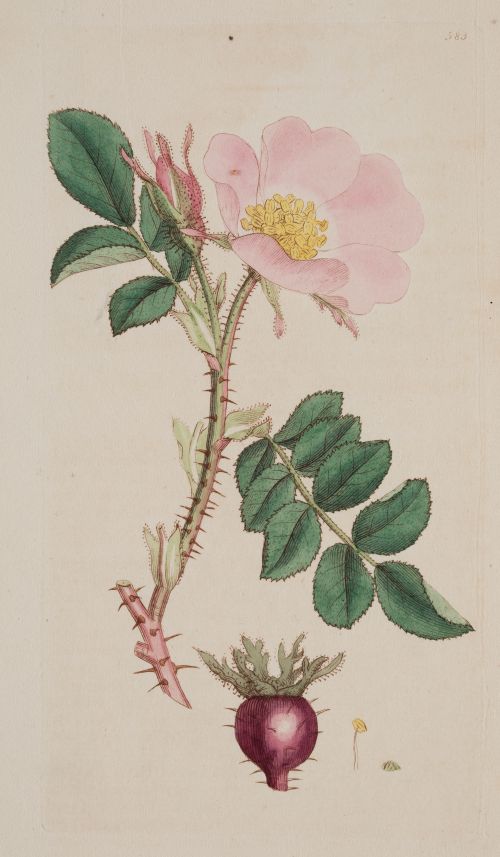 JAMES SOWERBY, "Flores silvestres británicas", Cuatro graba