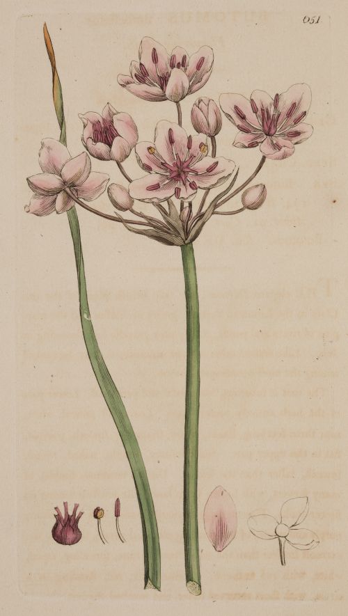 JAMES SOWERBY, "Flores silvestres británicas", Cuatro graba