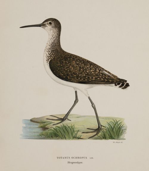 HERMANOS VON WRIGHT, "Totanus Glareola" y "Totanus Ochropus